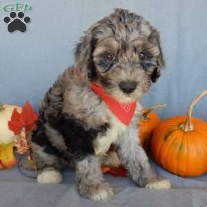 Bear (medium), Mini Sheepadoodle Puppy